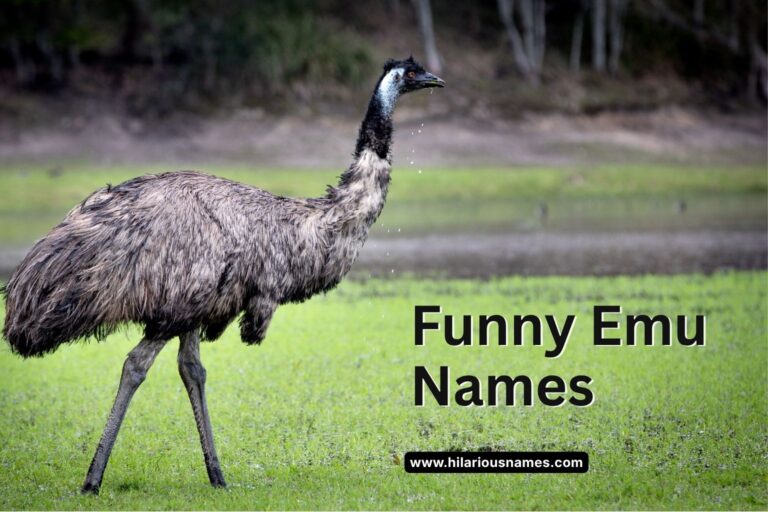 325+ Funny Emu Names (Hilarious & Silly)