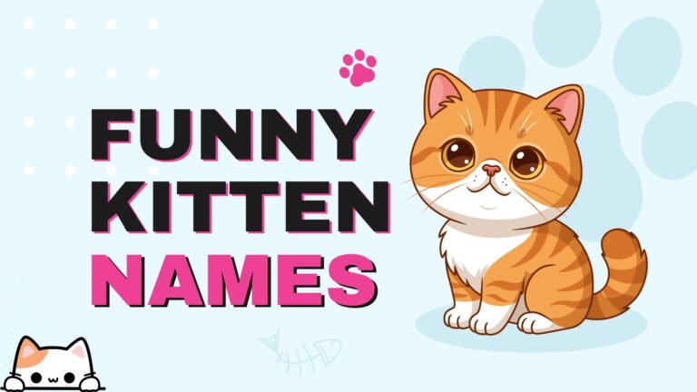 425+ Funny Kitten Names (Hilarious & Purr-Fect)