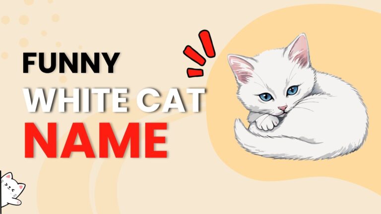 345+ Funny White Cat Names (Snowy & Silly)